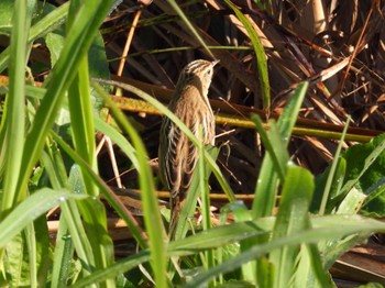 Zitting Cisticola 境川遊水地公園 Sun, 12/4/2022