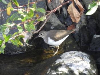 Common Sandpiper 境川遊水地公園 Sun, 12/4/2022