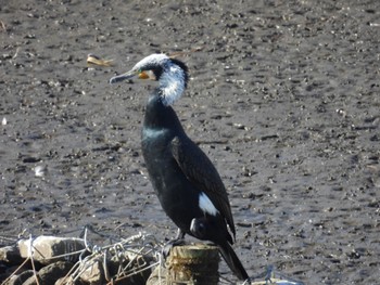 Great Cormorant 境川遊水地公園 Sun, 12/4/2022