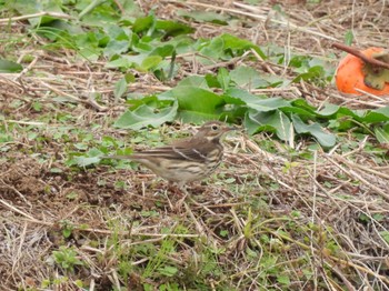 Water Pipit 境川遊水地公園 Sun, 12/4/2022