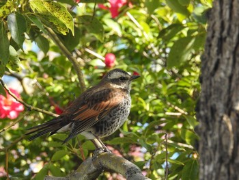 ツグミ 大阪南港野鳥園 2018年2月18日(日)