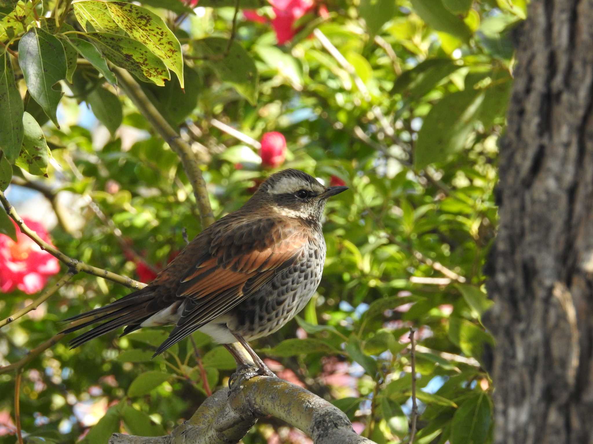 大阪南港野鳥園 ツグミの写真 by ぴよお