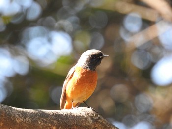 ジョウビタキ 大阪南港野鳥園 2018年2月18日(日)