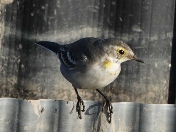 Citrine Wagtail 愛知県愛西市 Fri, 12/9/2022