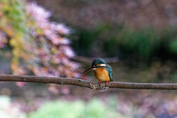 Common Kingfisher 横浜市立金沢自然公園 Fri, 12/9/2022