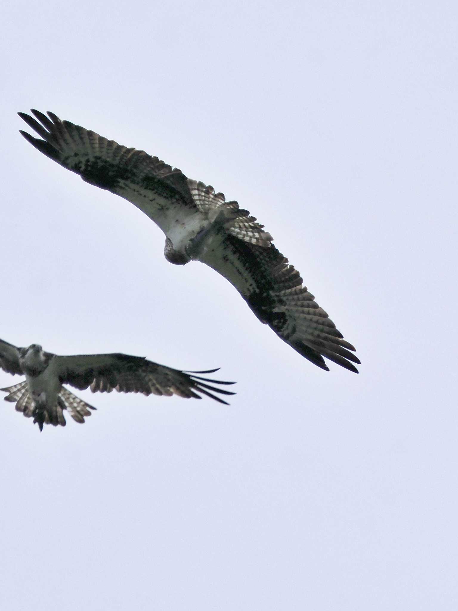 Photo of Osprey at Manko Waterbird & Wetland Center  by 藤原奏冥