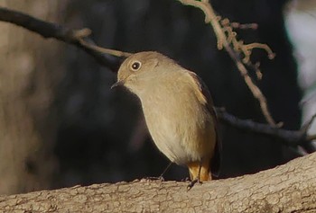 Thu, 12/8/2022 Birding report at 鶴ヶ島市運動公園