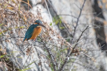 Common Kingfisher Akashi Park Mon, 2/26/2018