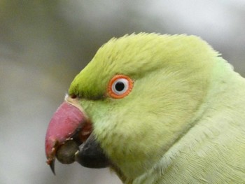 ワカケホンセイインコ 多摩霊園 2022年11月26日(土)