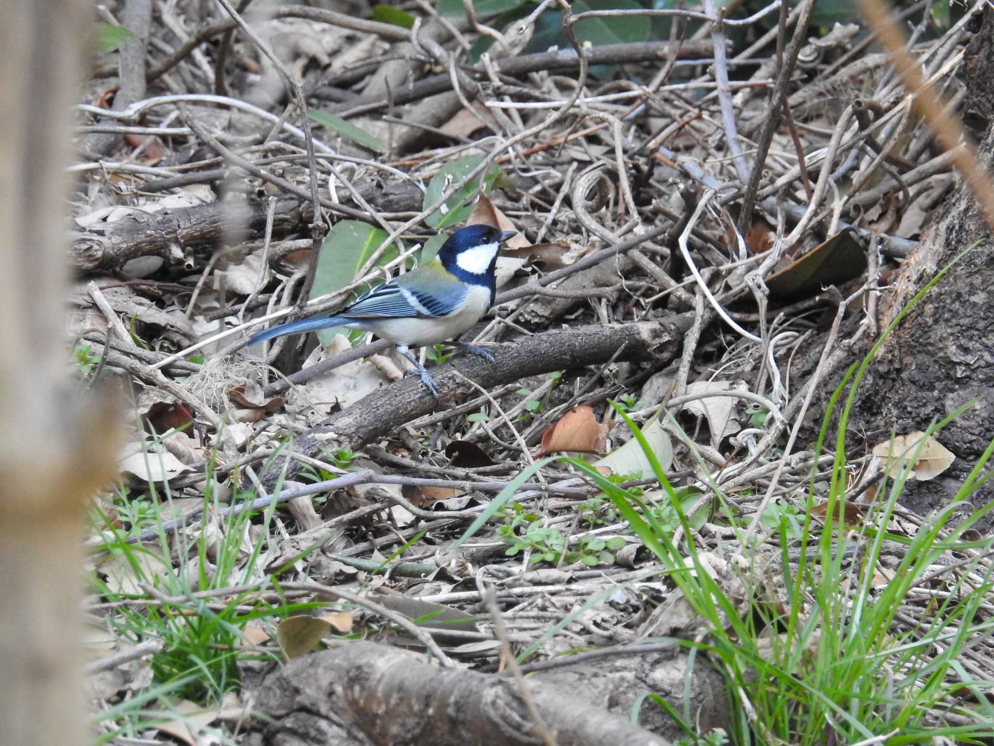 Photo of Japanese Tit at Osaka Nanko Bird Sanctuary by ぴよお