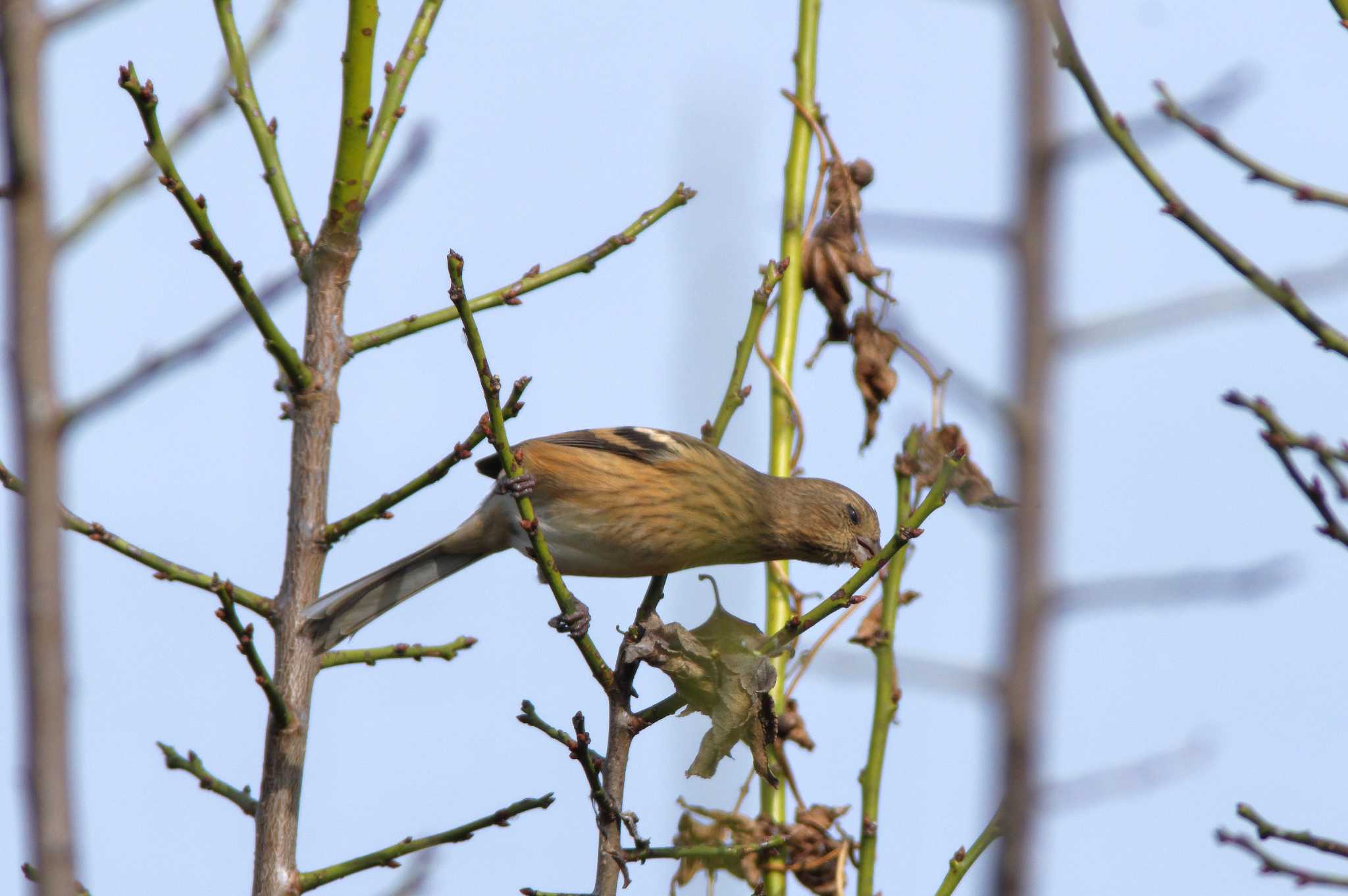 Photo of Siberian Long-tailed Rosefinch at 杭瀬川スポーツ公園 by KERON