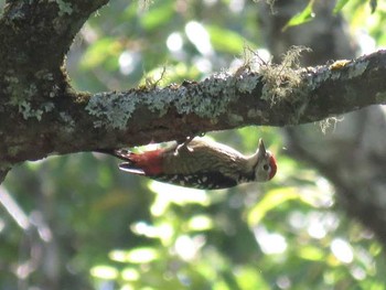 Stripe-breasted Woodpecker