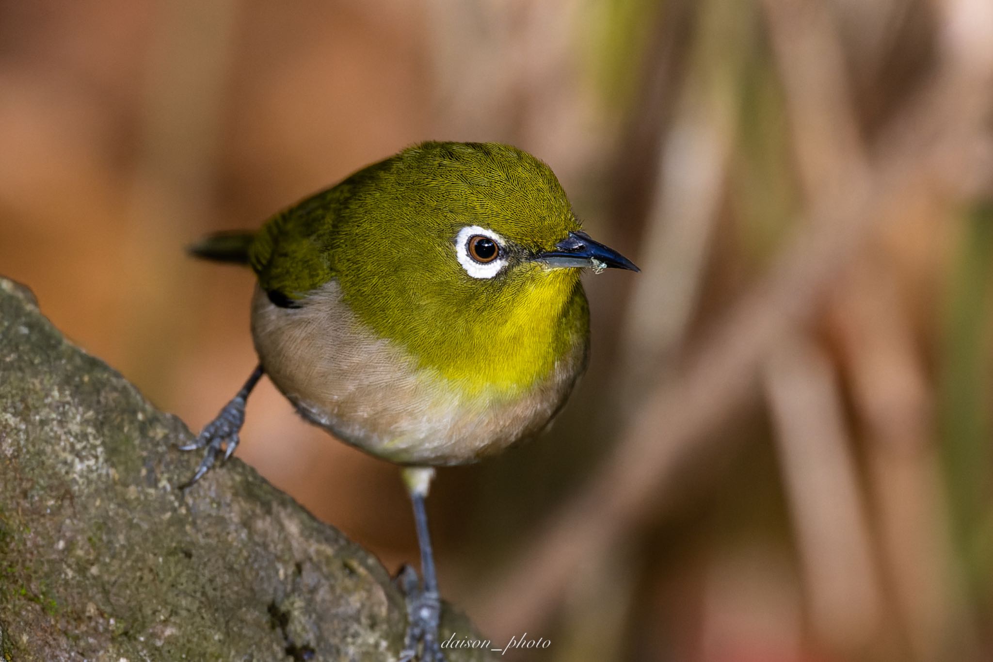 Photo of Warbling White-eye at 東京都立桜ヶ丘公園(聖蹟桜ヶ丘) by Daison