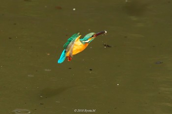 Common Kingfisher Unknown Spots Sun, 2/4/2018