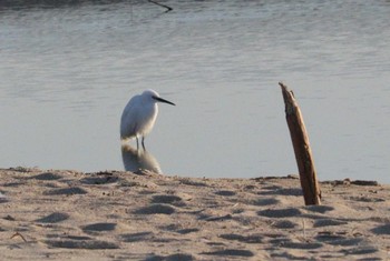 2022年12月9日(金) 高松干潟(四日市)の野鳥観察記録