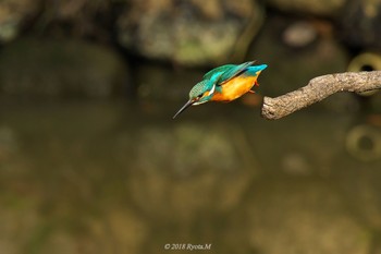 Common Kingfisher Unknown Spots Sun, 2/4/2018