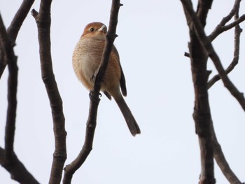 2022年12月2日(金) 服部緑地の野鳥観察記録