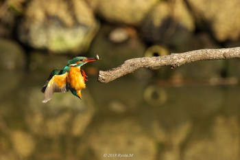 Common Kingfisher Unknown Spots Sun, 2/4/2018