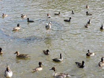 2022年12月9日(金) 三渓園の野鳥観察記録