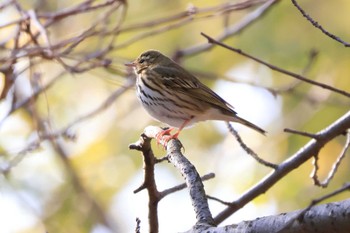 Olive-backed Pipit 田子の浦港(富士市) Wed, 12/7/2022