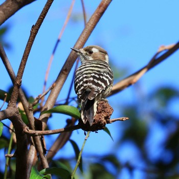 Japanese Pygmy Woodpecker 田子の浦港(富士市) Wed, 12/7/2022