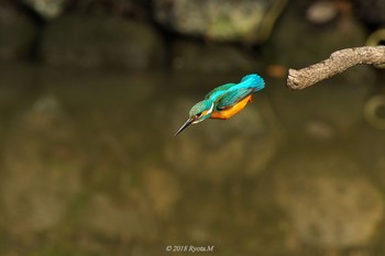 Common Kingfisher Unknown Spots Sun, 2/4/2018