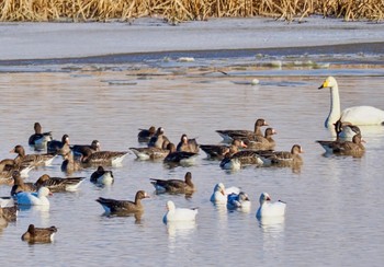 Whooper Swan 舞鶴遊水地 Fri, 12/2/2022