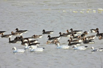 Snow Goose 舞鶴遊水地 Fri, 12/2/2022