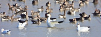 Snow Goose 舞鶴遊水地 Fri, 12/2/2022