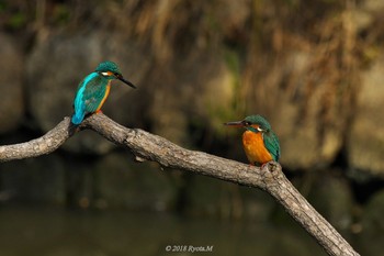 Common Kingfisher Unknown Spots Sun, 2/4/2018