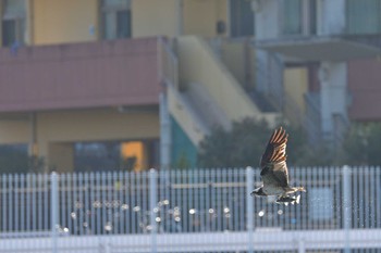 ミサゴ 長浜公園 2022年12月9日(金)