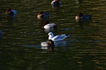 ユリカモメ 長浜公園 2022年12月9日(金)