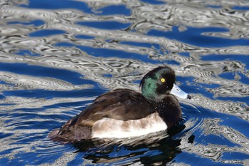 キンクロハジロ 長浜公園 2022年12月9日(金)