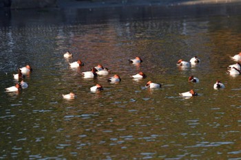 ホシハジロ 長浜公園 2022年12月9日(金)