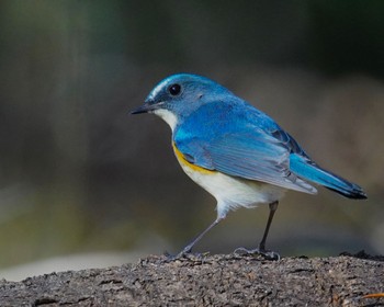 Red-flanked Bluetail お気に入り Fri, 12/9/2022