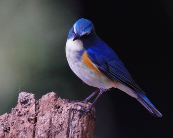 Red-flanked Bluetail お気に入り Fri, 12/9/2022