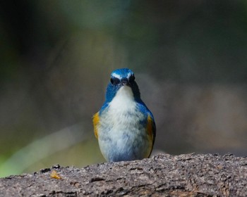 Red-flanked Bluetail お気に入り Fri, 12/9/2022