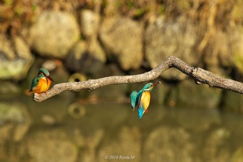 Common Kingfisher Unknown Spots Sun, 2/4/2018