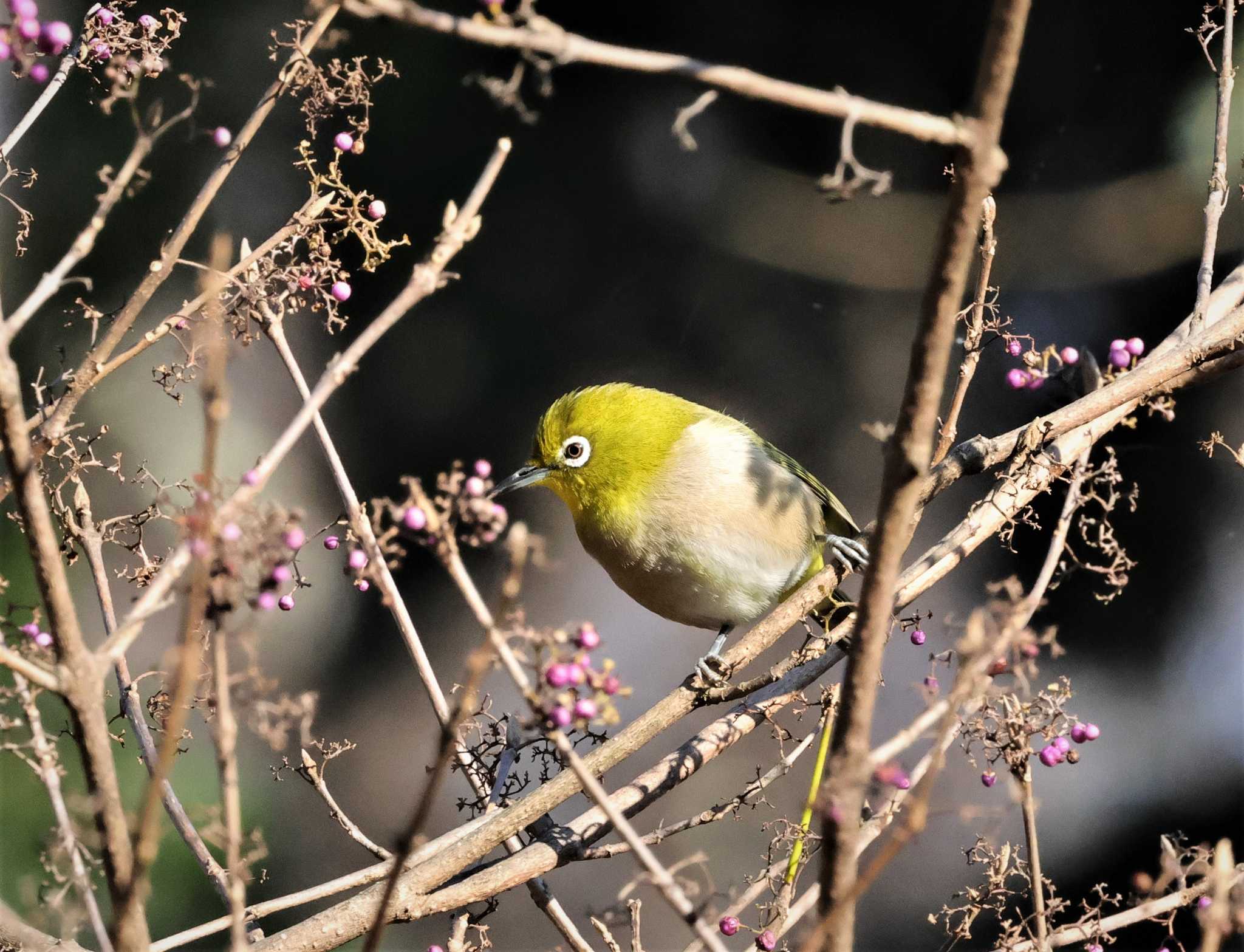 東京都立桜ヶ丘公園(聖蹟桜ヶ丘) メジロの写真 by taiga