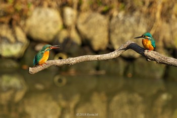 Common Kingfisher Unknown Spots Sun, 2/4/2018