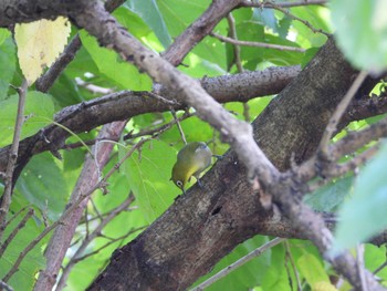 Warbling White-eye 川越水上公園 Sun, 10/30/2022