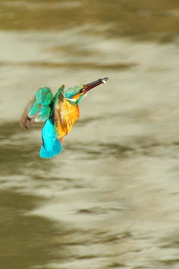 Common Kingfisher Unknown Spots Sun, 2/4/2018