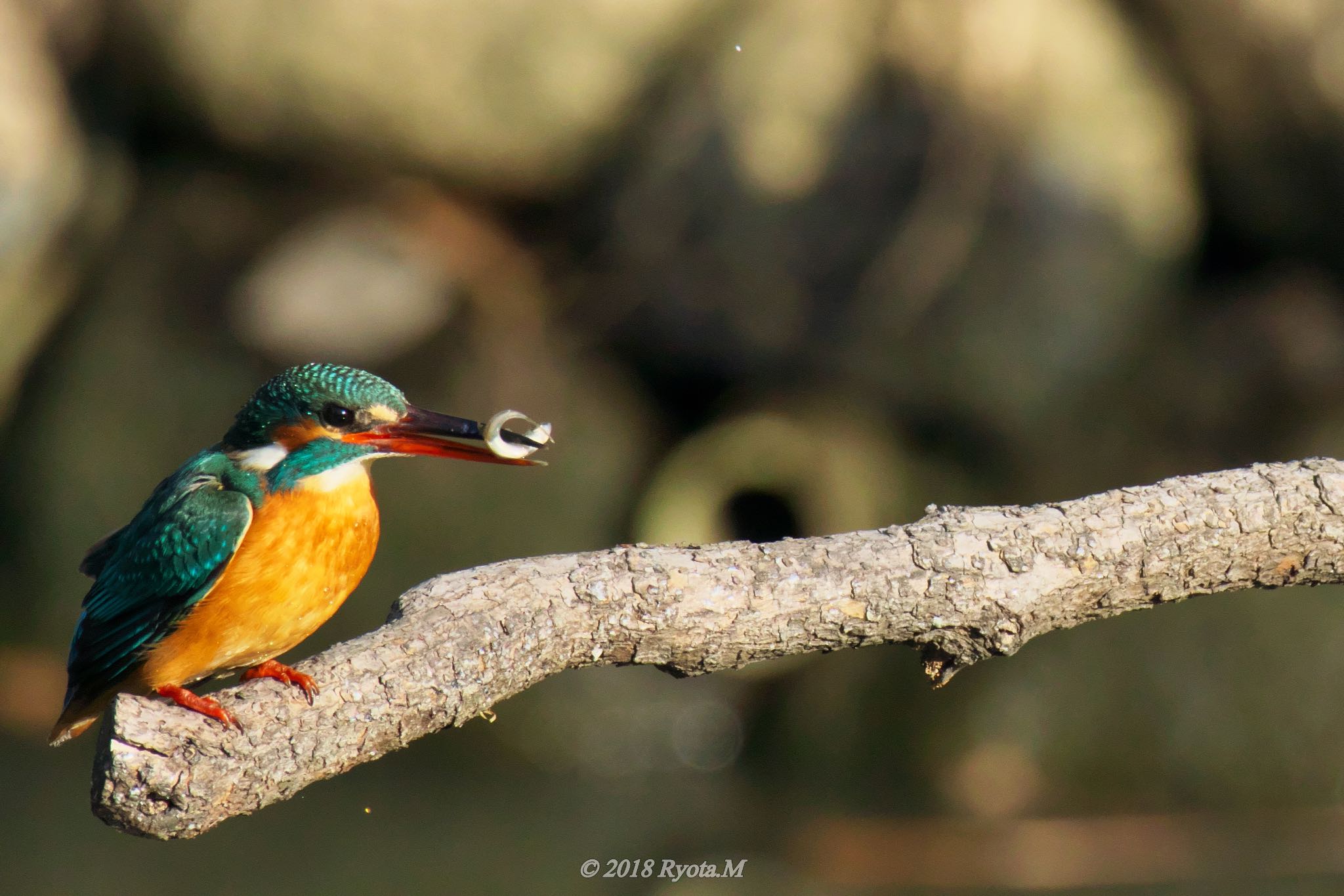 Photo of Common Kingfisher at  by R/あーる