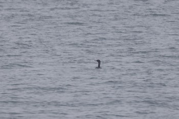 Pelagic Cormorant 小樽港 Thu, 12/8/2022