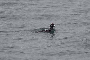 Harlequin Duck 小樽港 Thu, 12/8/2022