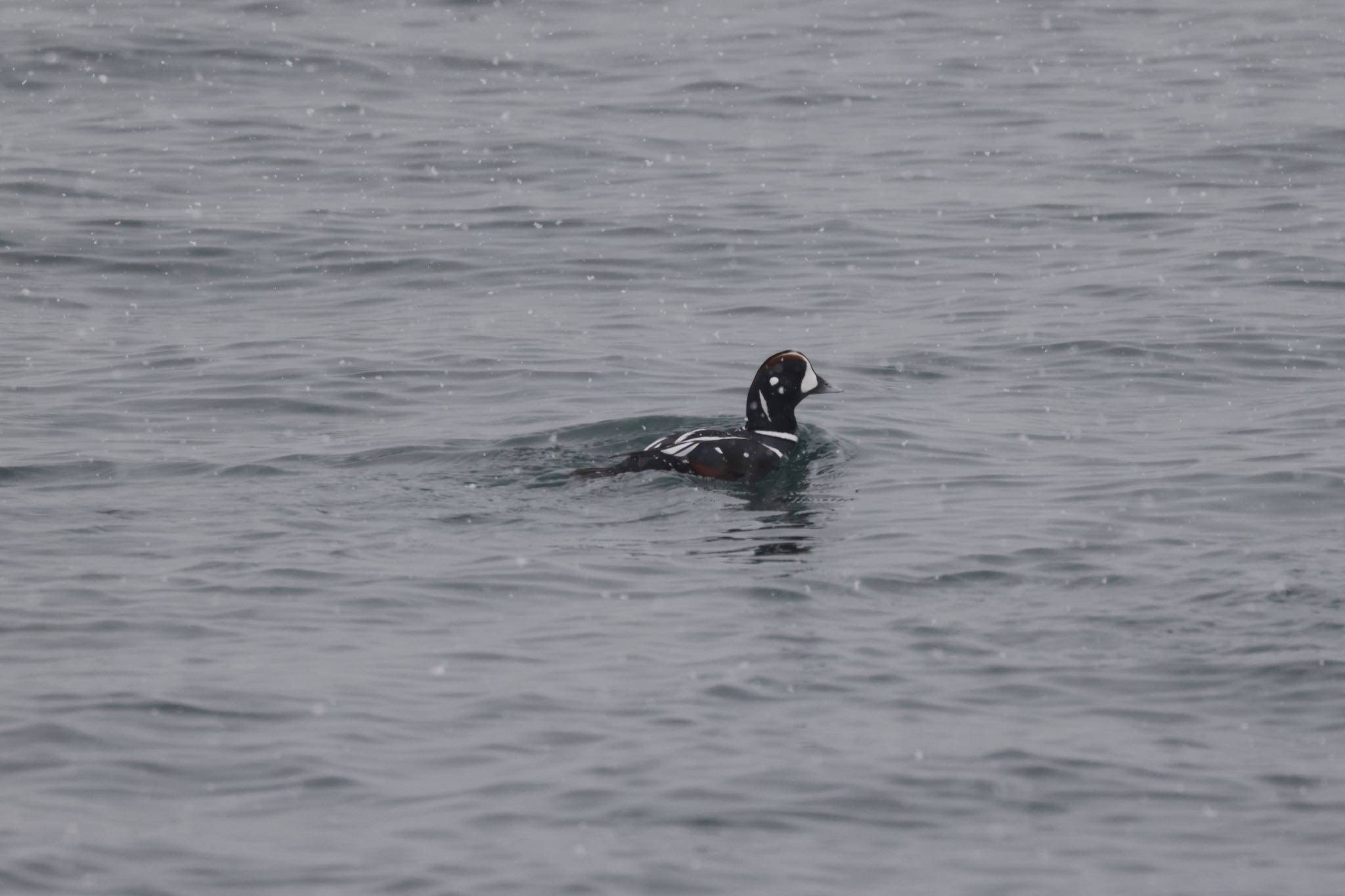 Photo of Harlequin Duck at 小樽港 by will 73