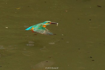 Common Kingfisher Unknown Spots Sun, 2/4/2018