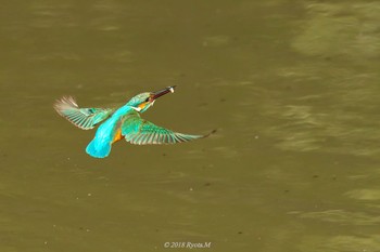 Common Kingfisher Unknown Spots Sun, 2/4/2018