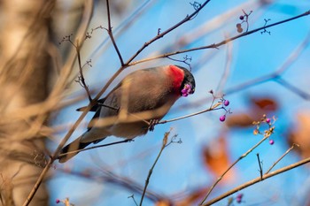 2022年12月10日(土) 宮城県民の森の野鳥観察記録