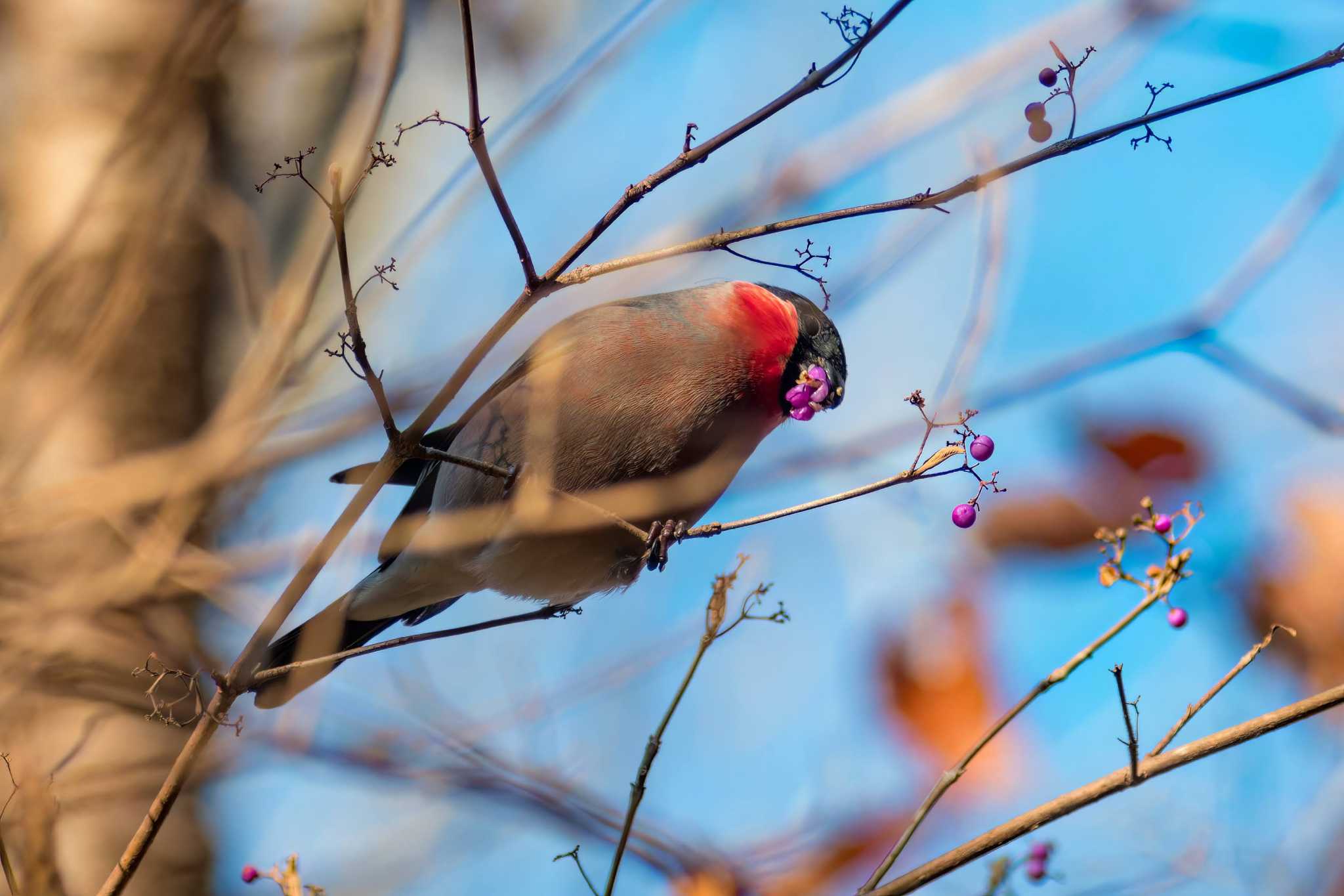 宮城県民の森 ウソの写真